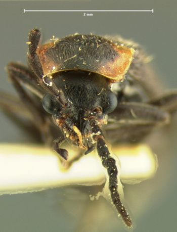 Media type: image;   Entomology 3391 Aspect: head frontal view